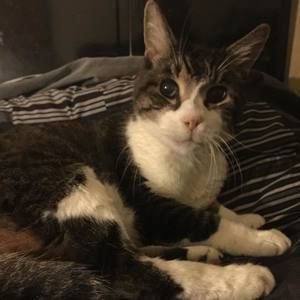 Meet your Posher, Brutus